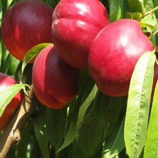 Fidan Sepetim 6 Yaş Aşılı Venüs Nektarin Fidanı 'Rootball'