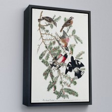 Alaz Trade Çerçeveli John James Audubon - Gül Göğüslü Kocabaş Tablo - Rose-Breasted GROSBEAK-8043