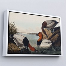 Alaz Trade Çerçeveli John James Audubon Ördekler TABLOSU-7030