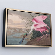 Alaz Trade Çerçeveli John James Audubon - Pembe Kaşıkçı Kuşu TABLO-7120