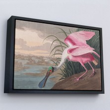 Alaz Trade Çerçeveli John James Audubon - Pembe Kaşıkçı Kuşu TABLO-7120