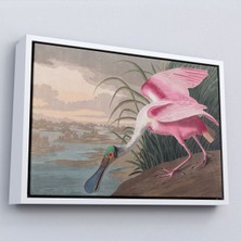 Alaz Trade Çerçeveli John James Audubon - Pembe Kaşıkçı Kuşu TABLO-7120