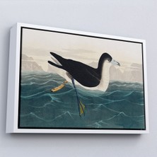 Alaz Trade Çerçeveli Robert Havell, John James Audubon Esmer Kuş TABLOSU-7034