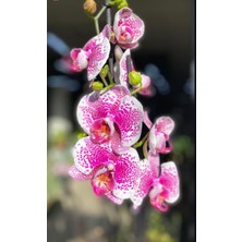Denizin Garden Ithal Mor Beyaz Çift Dal Orkide (Ithal Hediyelik Orkide)