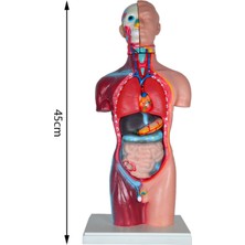 Tekno Trust Büyük Insan Vücudu Modeli 45 cm