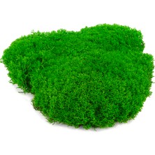 Green Wall Moss Pure Saf Yosun Renkli