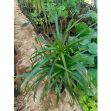 Aydoğdu Madagaskar Dragon Ağacı Dracaena Marginata 80 cm