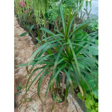 Aydoğdu Madagaskar Dragon Ağacı Dracaena Marginata 80 cm