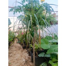 Aydoğdu Madagaskar Dragon Ağacı Dracaena Marginata 80 cm