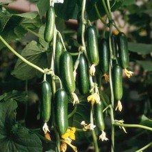 Zengarden Atalık Çengelköy Salatalık Tohumu Cucumis Sativus 30 Adet Tohum