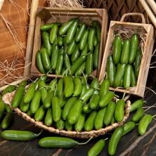 Zengarden Atalık Çengelköy Salatalık Tohumu Cucumis Sativus 30 Adet Tohum