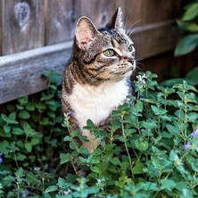 Zengarden Kedi Nanesi Tohumu Catnip Nepeta Cataria