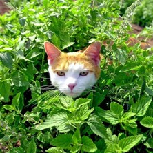 Zengarden Kedi Nanesi Tohumu Catnip Nepeta Cataria