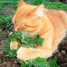 Zengarden Kedi Nanesi Tohumu Catnip Nepeta Cataria