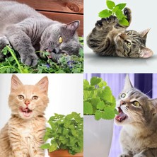 Zengarden Kedi Nanesi Tohumu Catnip Nepeta Cataria