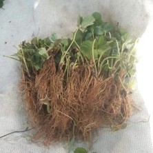 Masal Garden 30 Adet Seyhun Çilek Fidesi Açık Kök Yeni Sezon