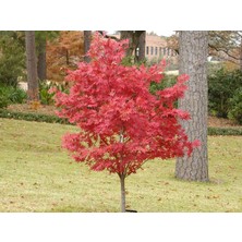 Nisa Fidancılık Acer Atropurpureum - Japon Akçaağacı (Kırmızı Yapraklı) 20-30 cm