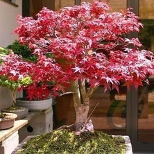 Nisa Fidancılık Acer Atropurpureum - Japon Akçaağacı (Kırmızı Yapraklı) 20-30 cm