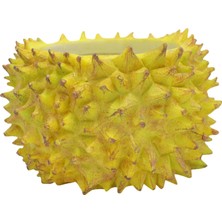 Baccaa Durian Çiçek Isı Iç Için Icı I (Yurt Dışından)