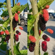 Fidan Sepetim 6 Yaş Aşılı Avustralya Dut Fidanı