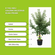 Fidan Sepetim 6 Yaş Aşılı Golden Delicious Elma Fidanı