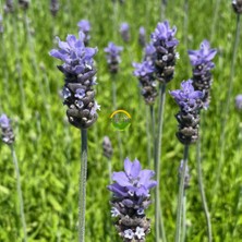 Fidan Sepetim Fransız Lavanta Fidesi 'Lavandula Dentata' 3 Adet