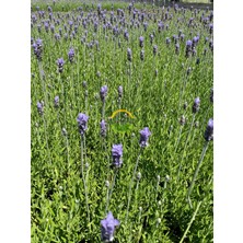 Fidan Sepetim Fransız Lavanta Fidesi 'Lavandula Dentata' 3 Adet