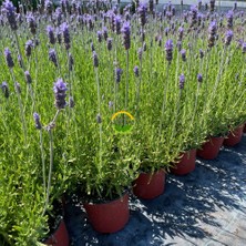 Fidan Sepetim Fransız Lavanta Fidesi 'Lavandula Dentata' 3 Adet