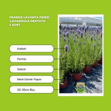 Fidan Sepetim Fransız Lavanta Fidesi 'Lavandula Dentata' 3 Adet