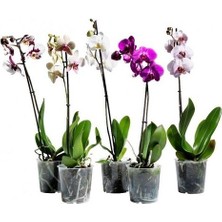 The Best Online Sevgiliye Özel Orkide Süslü