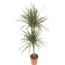 Neva Grup Dracena Marginata 2'li