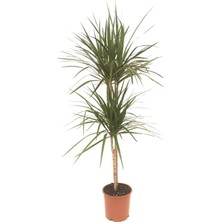 Neva Grup Dracena Marginata 2'li