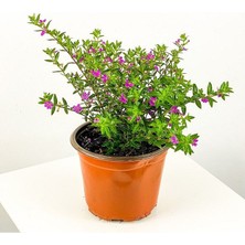 The Best Online Sevgiliye Özel Kufeya Çiçeği Saksıda Süslü