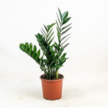 Berceste Peyzaj Zamia Bitkisi - Zamioculcas / Zümrüt Palmiyesi 55 cm