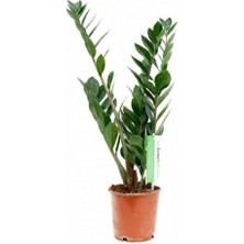 Berceste Peyzaj Zamia Bitkisi - Zamioculcas / Zümrüt Palmiyesi 55 cm