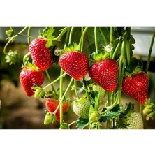 90 Adet Yediveren Çilek Fidesi