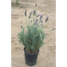 The Best Online Lavandula Angustifolia Fidesi Saksıda 10-15 Cm 5 Adet