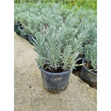 The Best Online Lavandula Angustifolia Fidesi Saksıda 10-15 Cm 5 Adet