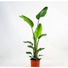Sena Botanik Strelitzia Starliçe 80-110 cm Boyunda Çift Gövdeli Salon İç Mekan Bitkisi