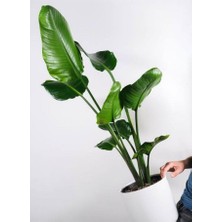 Sena Botanik Strelitzia Starliçe 80-110 cm Boyunda Çift Gövdeli Salon İç Mekan Bitkisi