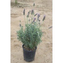 The Best Online Lavandula Angustifolia Fidesi Saksıda 10-15 Cm 2 Adet