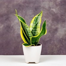 Sansevieria - Paşa Kılıcı - Peygamber Kılıcı Bitkisi 20-30 cm