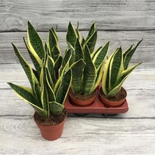 Sansevieria - Paşa Kılıcı - Peygamber Kılıcı Bitkisi 20-30 cm