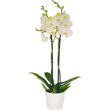 The Best Online Sevgililer Gününe Sevgiliye Özel Beyaz Orkide Süslü