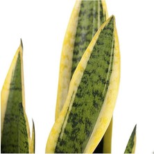 Sansevieria - Paşa Kılıcı - Peygamber Kılıcı Bitkisi 30-40 cm