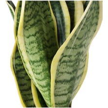 Sansevieria - Paşa Kılıcı - Peygamber Kılıcı Bitkisi 30-40 cm