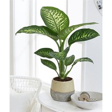 Dieffenbachia - Difenbahya Tropic Snow 40-50 cm Boyunda Üretim Saksısında