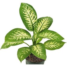 Dieffenbachia - Difenbahya Tropic Snow 40-50 cm Boyunda Üretim Saksısında