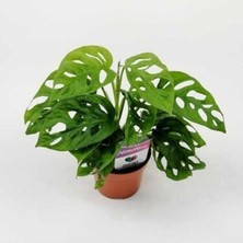 Berceste Peyzaj Monstera Adansoni - Monkey 40 cm