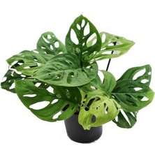 Berceste Peyzaj Monstera Adansoni - Monkey 40 cm